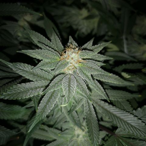 Wedding cake 3 growlog timeline photo