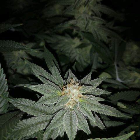 Wedding cake 3 growlog timeline photo