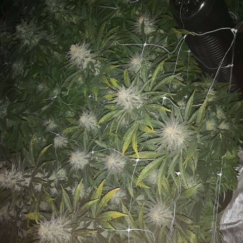 Grape Diamonds growlog timeline photo