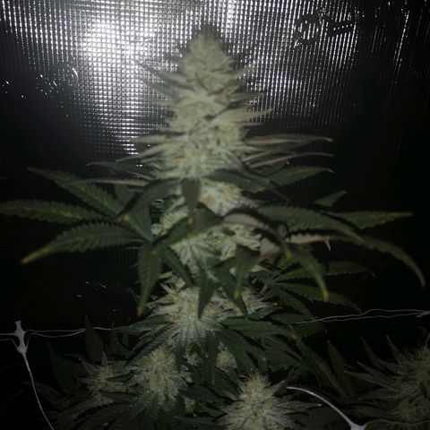 Grape Diamonds 2 growlog timeline photo