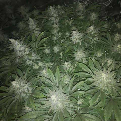 wedding cake growlog timeline photo
