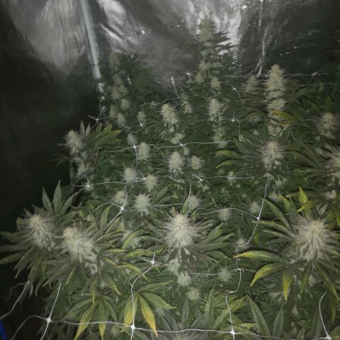 Grape Diamonds 2 growlog timeline photo