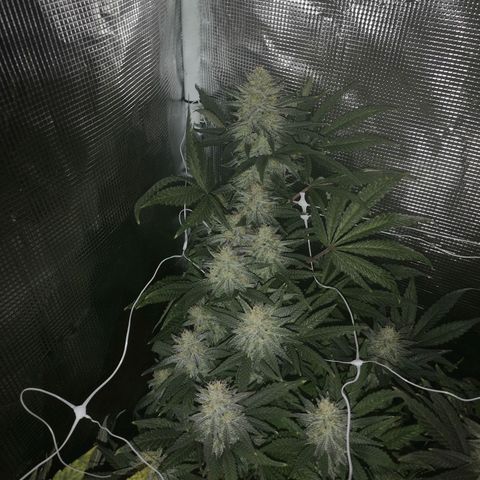 Grape Diamonds 2 growlog timeline photo
