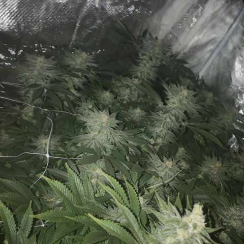 Wedding cake 3 growlog timeline photo