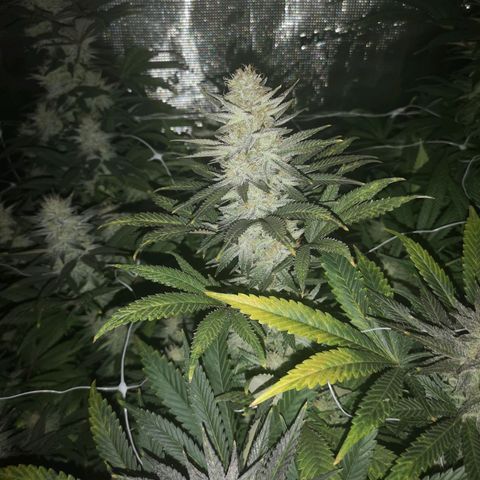 Grape Diamonds 2 growlog timeline photo