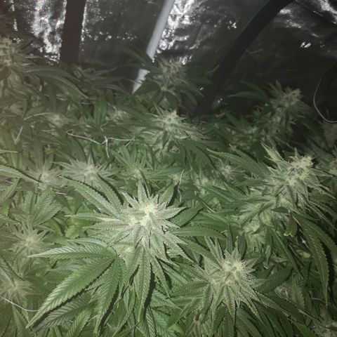 wedding cake 2 growlog timeline photo