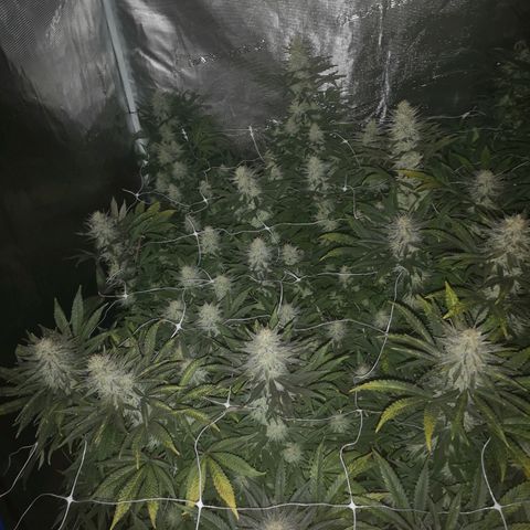 Grape Diamonds 2 growlog timeline photo