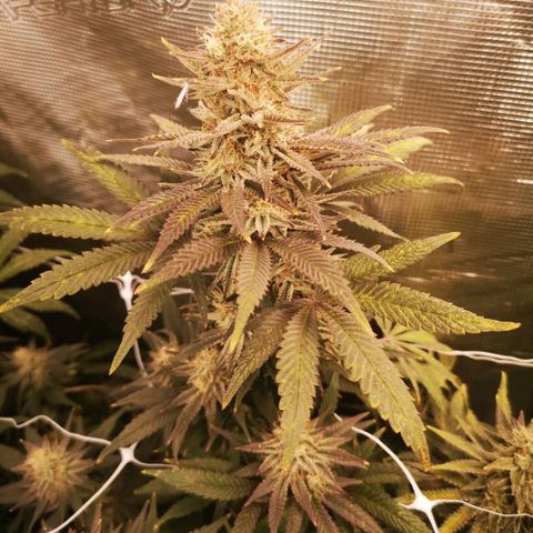 Grape Diamonds 2 growlog timeline photo