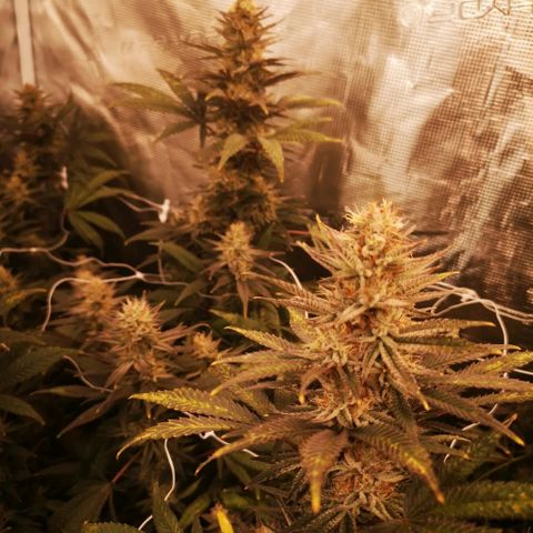 Grape Diamonds 2 growlog timeline photo