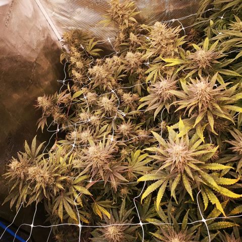 Grape Diamonds 2 growlog timeline photo
