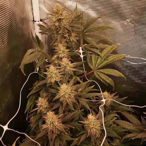 Grape Diamonds 2 growlog timeline photo