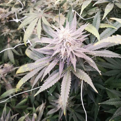 Grape Diamonds 2 growlog timeline photo