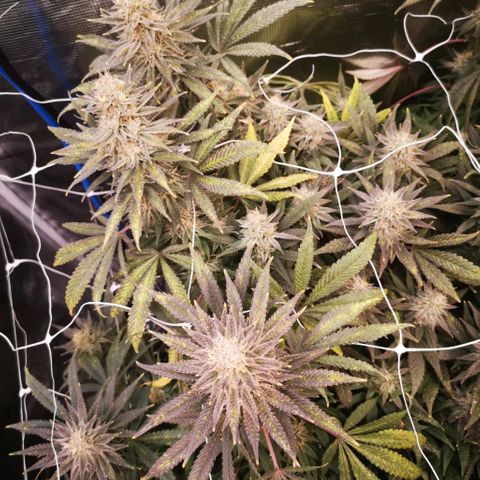 Grape Diamonds 2 growlog timeline photo