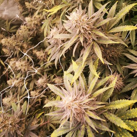 Grape Diamonds 2 growlog timeline photo