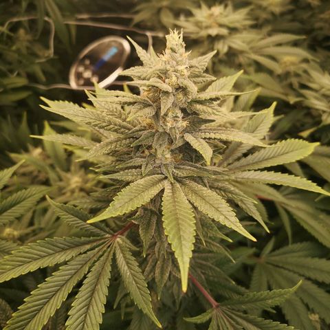 wedding cake growlog timeline photo