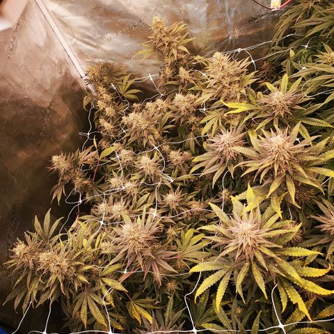 Grape Diamonds 2 growlog timeline photo