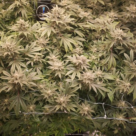 wedding cake growlog timeline photo