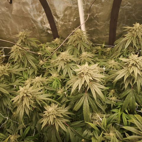 wedding cake 2 growlog timeline photo