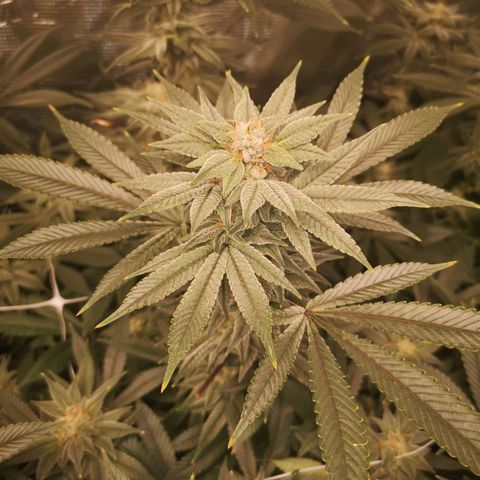 Wedding cake 3 growlog timeline photo