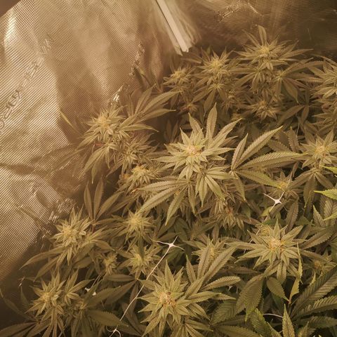 Wedding cake 3 growlog timeline photo