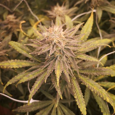 Grape Diamonds growlog timeline photo