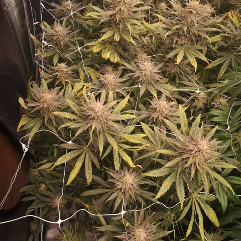 Grape Diamonds growlog timeline photo
