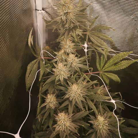 Grape Diamonds 2 growlog timeline photo