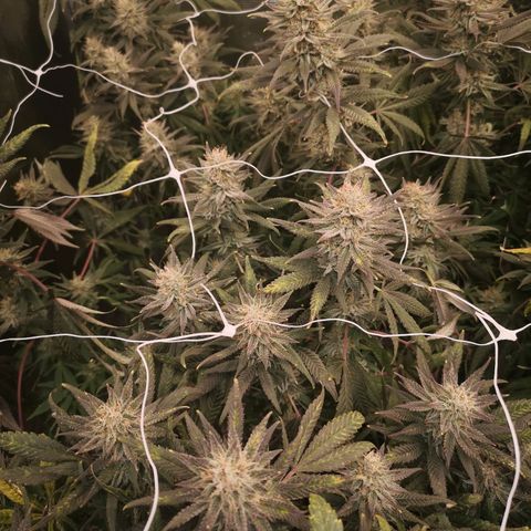 Grape Diamonds 2 growlog timeline photo