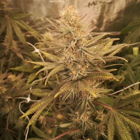 Grape Diamonds 2 growlog timeline photo