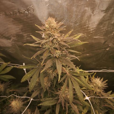 Grape Diamonds 2 growlog timeline photo