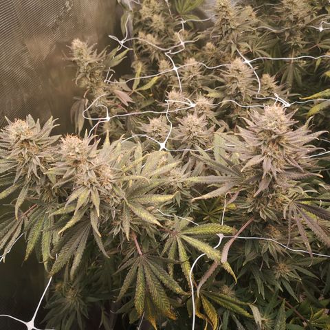 Grape Diamonds 2 growlog timeline photo