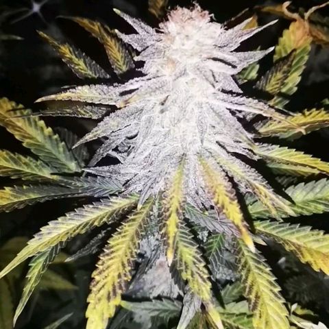 Grape Diamonds growlog timeline photo