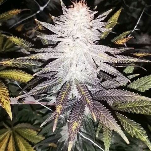 Grape Diamonds 2 growlog timeline photo