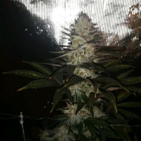 Grape Diamonds 2 growlog timeline photo