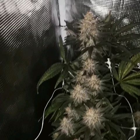 Grape Diamonds 2 growlog timeline photo
