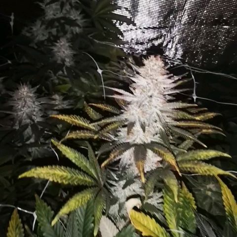 Grape Diamonds 2 growlog timeline photo
