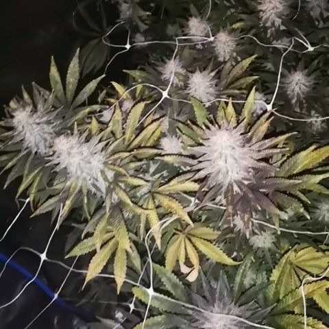 Grape Diamonds 2 growlog timeline photo