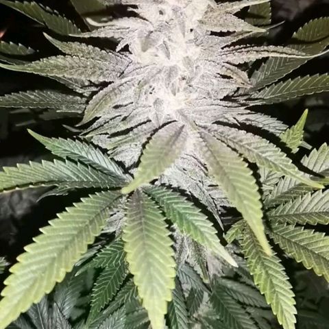 wedding cake growlog timeline photo