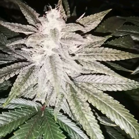 wedding cake 2 growlog timeline photo