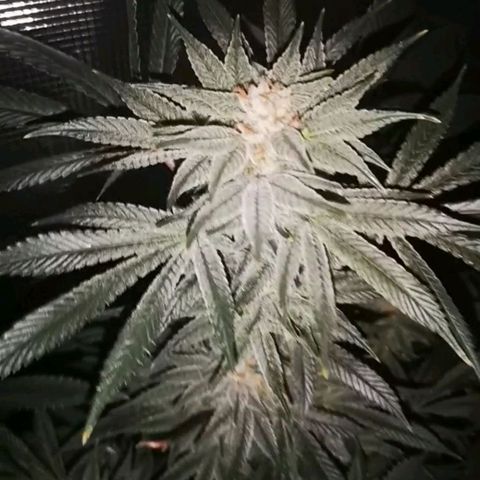 Wedding cake 3 growlog timeline photo