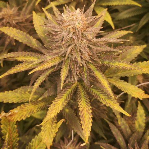 Grape Diamonds growlog timeline photo