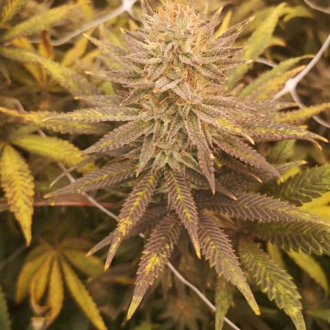 Grape Diamonds 2 growlog timeline photo