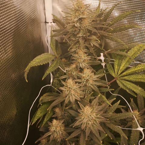 Grape Diamonds 2 growlog timeline photo