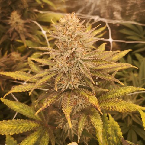 Grape Diamonds 2 growlog timeline photo