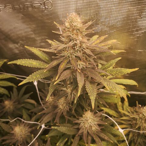 Grape Diamonds 2 growlog timeline photo