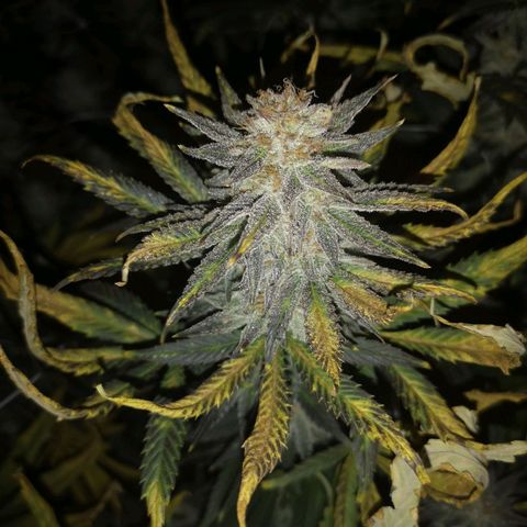 Grape Diamonds growlog timeline photo