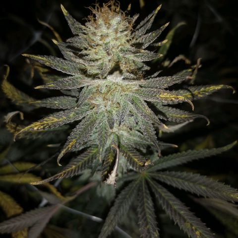 Grape Diamonds 2 growlog timeline photo