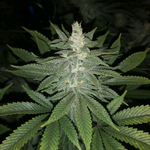 wedding cake growlog timeline photo