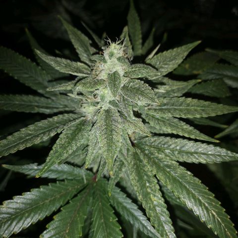wedding cake 2 growlog timeline photo