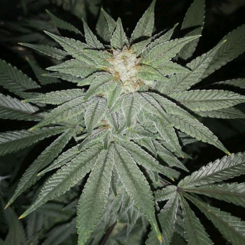 Wedding cake 3 growlog timeline photo